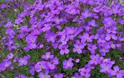Aubrieta Blue Cascade — photo 1
