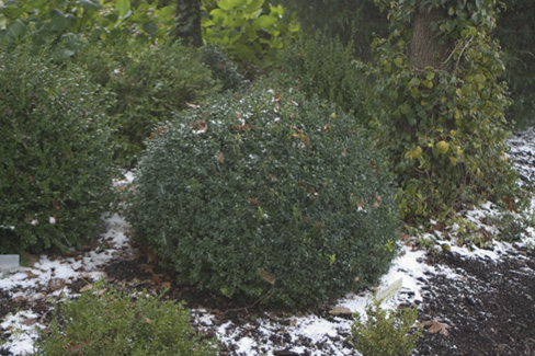 Buxus sempervirens 'North Star' — photo 1
