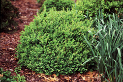 Buxus sempervirens 'North Star' — photo 2