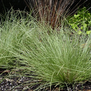 Carex albula — photo 1