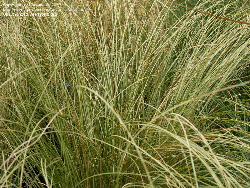 Carex albula 'Frosty Curls — photo 1