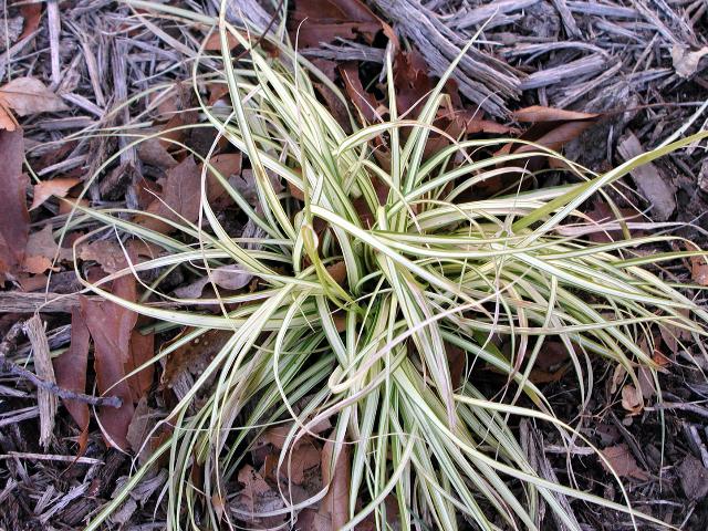 Carex morrowii 'Aureo-Variegata' — photo 1