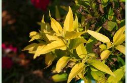 Deutzia gracilis 'Chardonnay Pearls' — photo 1
