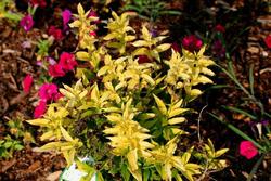 Deutzia gracilis 'Chardonnay Pearls' — photo 2