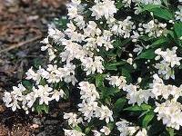 Deutzia gracilis 'Nikko' — photo 1