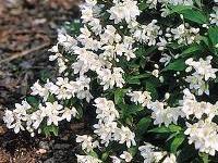 Deutzia gracilis 'Nikko' — photo 1