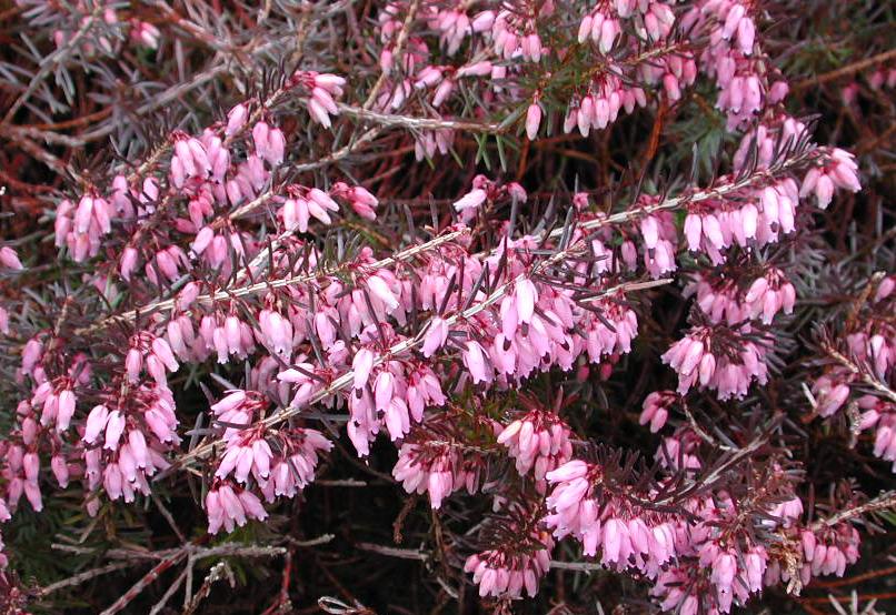 Erica carnea King George