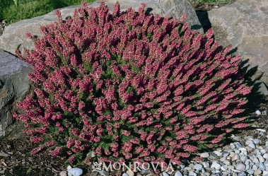 Erica vagans Mrs. D. F. Maxwell