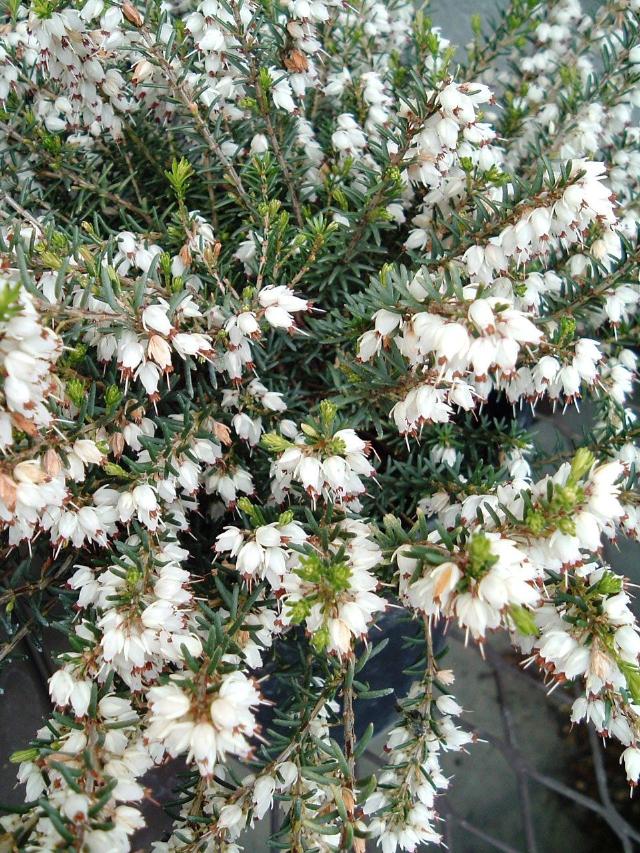 Erica x darleyensis Mediterranean White