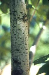 Eucommia ulmoides — photo 3