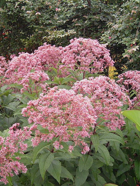 Eupatorium maculatum 'Gateway'
