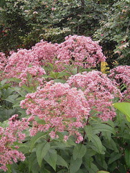 Eupatorium maculatum 'Gateway' — photo 1