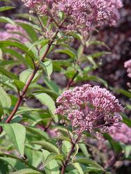 Eupatorium maculatum 'Gateway' — photo 2