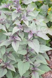 Eupatorium rugosum Chocolate — photo 1