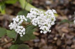 Eupatorium rugosum Chocolate — photo 2