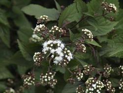 Eupatorium rugosum Chocolate — photo 3