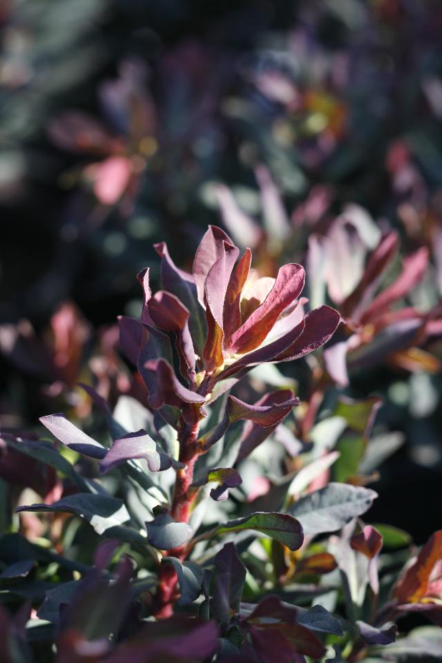 Euphorbia amygdaloides Purpurea — photo 1