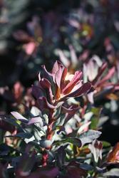 Euphorbia amygdaloides Purpurea — photo 1