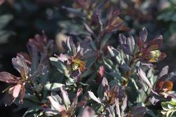 Euphorbia amygdaloides Purpurea — photo 2