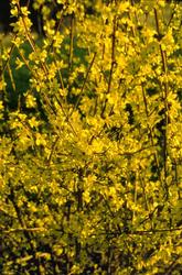Forsythia x intermedia 'Sunrise' — photo 1