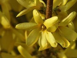 Forsythia x intermedia 'Sunrise' — photo 2