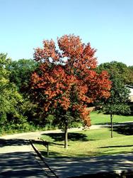 Fraxinus americana 'Junginger' Autumn Appause — photo 1