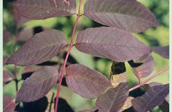 Fraxinus americana 'Junginger' Autumn Appause — photo 2