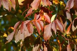 Fraxinus americana 'Junginger' Autumn Appause — photo 3