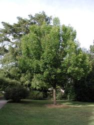 Fraxinus pennsylvanica 'Marshall's Seedless' — photo 1