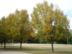 Fraxinus pennsylvanica 'Marshall's Seedless' — photo 2