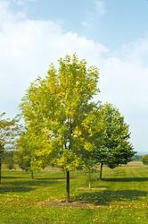 Fraxinus pennsylvanica 'Marshall's Seedless' — photo 3