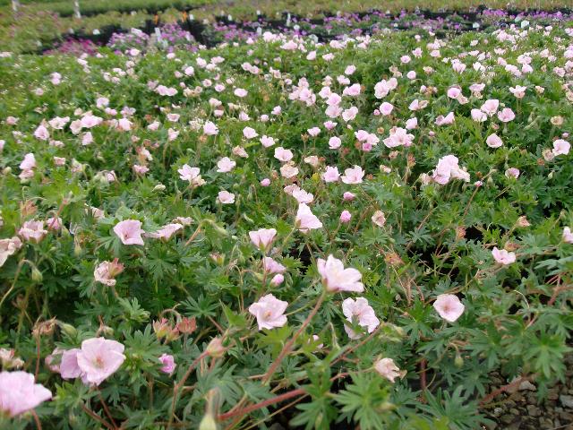 Geranium sanguineum