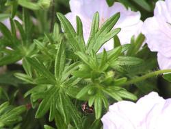 Geranium sanguineum — photo 2