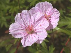 Geranium sanguineum — photo 3