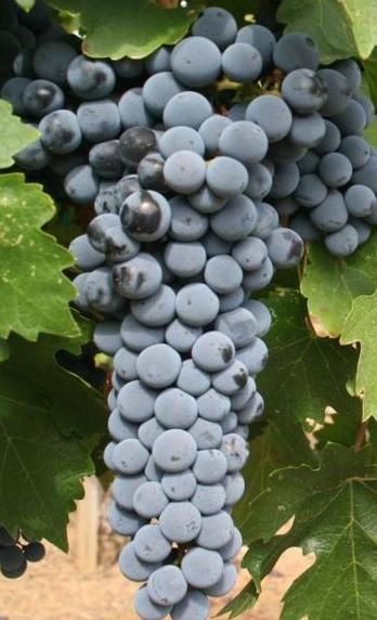 Vitis vinifera ?Cabernet Sauvignon?
