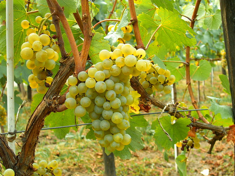 Vitis vinifera ?Chardonnay