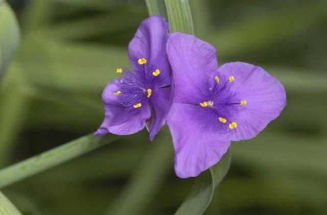 Tradescantia 'Concord Grape