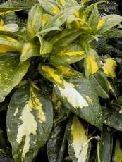 Aucuba japonica 'Picturata' — photo 1