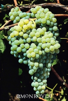 Vitis labrusca 'Himrod'