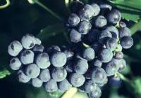 Vitis 'Mars'