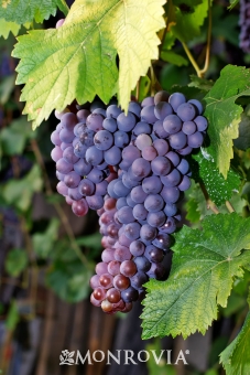 Vitis vinifera 'Merlot'