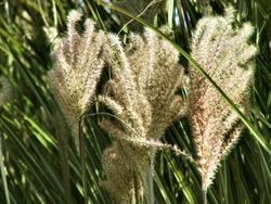 Miscanthus sinensis 'Arabesque' — photo 1