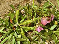Helleborus x hybridus Royal Heritage — photo 1