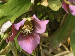Helleborus x hybridus Royal Heritage — photo 2