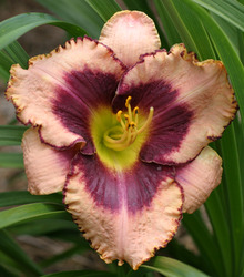 Hemerocallis Daring Deception — photo 1