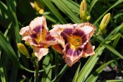 Hemerocallis Daring Deception — photo 2