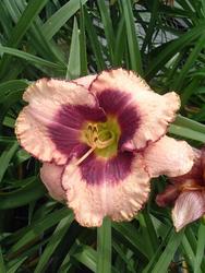 Hemerocallis Daring Deception — photo 3