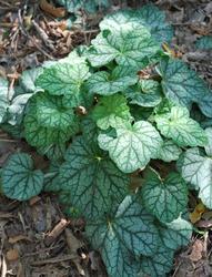 Heuchera 'Green Spice' — photo 2