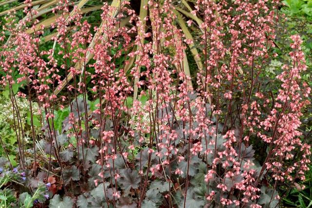 Heuchera 'Vesuvius' — photo 1