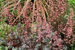 Heuchera 'Vesuvius' — photo 1